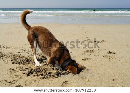 Dog burying his head in the sand at Sennen beach, Cornwall.