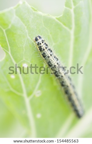 Macro image of caterpillar eating cabbage leaf.