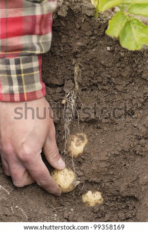 Farmer harvesting early potatoes direct from the ground by hand. Cross section of earth shown with potatoes in situ attached to tubers.