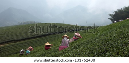 Women gather the tea leaves in the tea plantations in the mountains of Taiwan