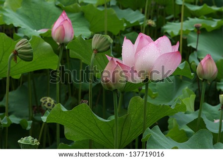 lotus flowers after rain