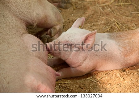 Young pig with mother in the barn