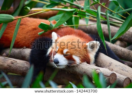 Red panda (firefox) sleeping on the tree