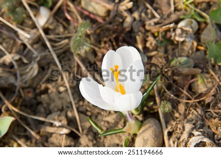 First spring flowers: white crocuses growing after melting the snow