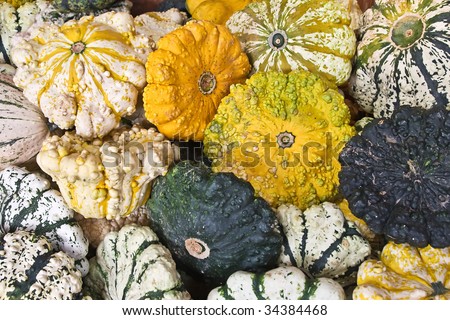 Collection of colorful pumpkins on the market