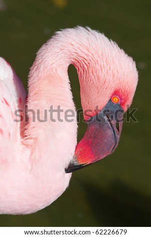 Pink flamingo close-up head detail