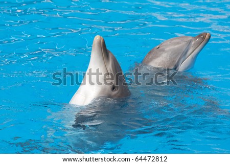pair of the bottle-nose dolphins in aquarium