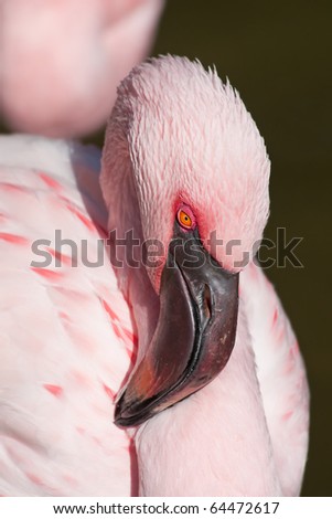 Amazing creature pink flamingo in close up