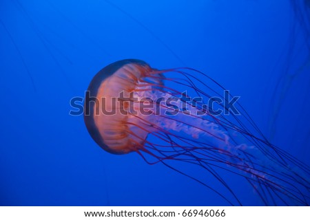 Sea nettle jellyfish in the deep blue water