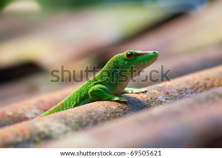 green gecko logo