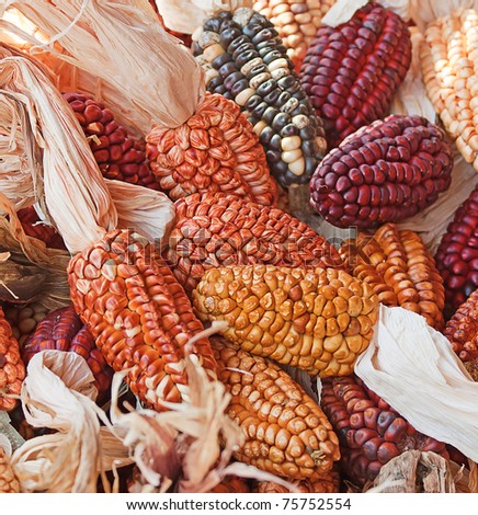 Decorative corn on the autumn market