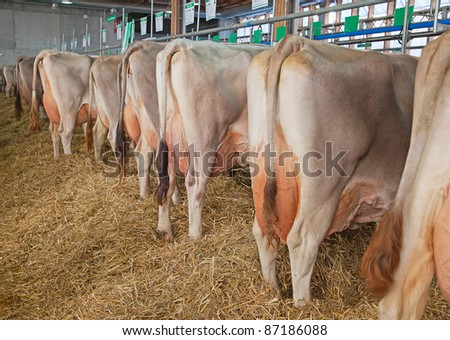 Best swiss cows presented on a yearly exhibition