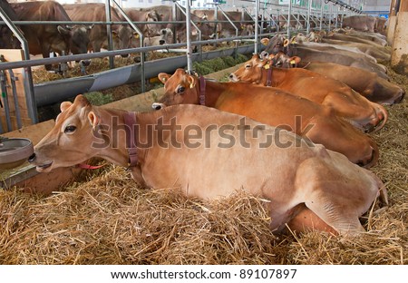 Best swiss cows presented on a yearly exhibition