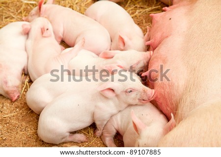 Young pigs sleeping in the barn