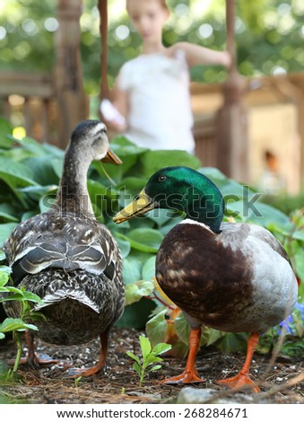 Mallard Ducks being Fed by Girl - Feeding Ducks