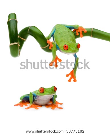 tree frog jumping. Red Eye Tree Frog (female)