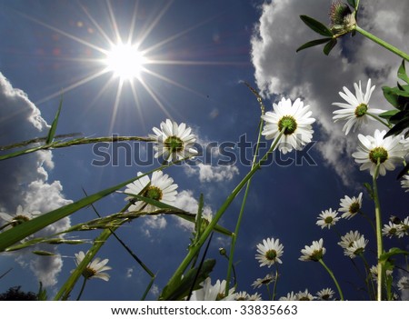 A meadow of flowers with a dramatic sky and sun