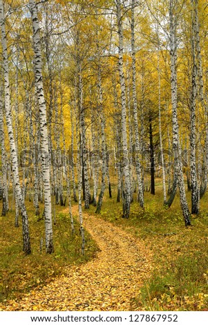 Russia, nature, landscape, golden autumn birch forest path winds through the trees, fully covered with fallen leaves, bright yellow, like a golden river