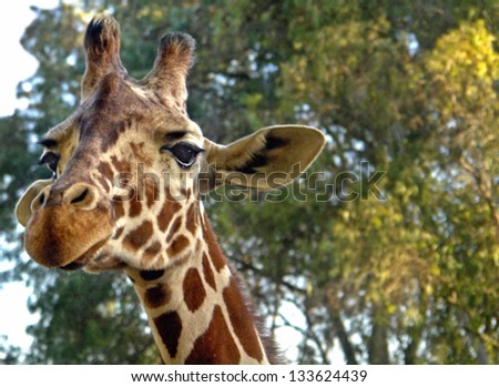 Israel, zoo, fauna, head, comely giraffe with kind dark eyes, and small horns