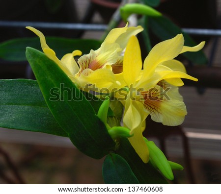flowers, still life, graceful branch yellow orchid with delicate transparent petals