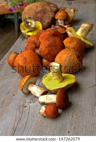 Summer, gifts of nature gathered in the forest bright beautiful edible mushrooms are dried on a wooden table