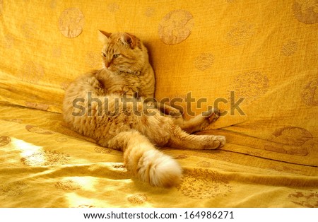 sunny day animal, bright red hair disheveled cat with a bushy tail, sitting on an orange couch