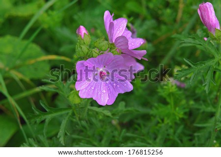 nature, beautiful, bright flower gently purple with large raindrops, of thick green grass