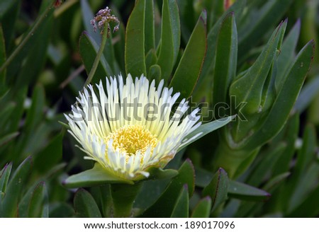 spring, the Mediterranean, one of the varieties of cacti with a beautiful white flower with long narrow petals