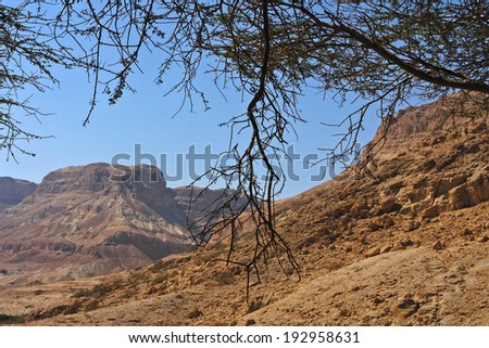 israel, landscape, mountains Qumran, tree branches on a background of clear sky