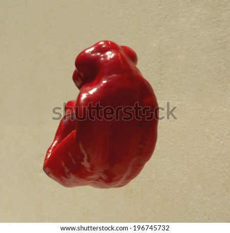 Still, a pod of red pepper, interesting shape, similar to the human embryo