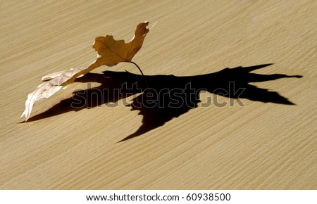 Dry autumn leaf of a plane tree and its shadow
