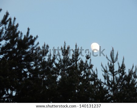 The tops of the pine trees on the background of the growing moon