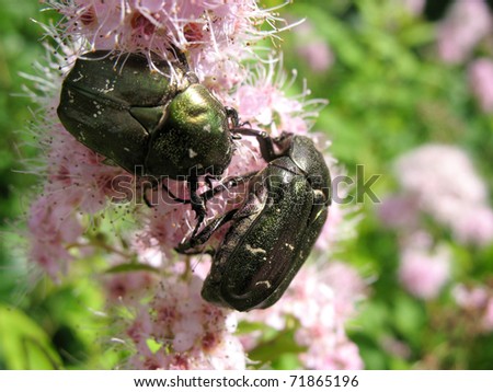 May beetles (Melolontha) on flowering spiraea Japanese (Spiraea japonica)