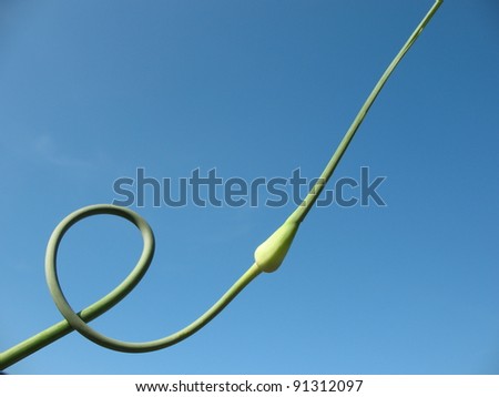 Curved arrows garlic against the blue sky