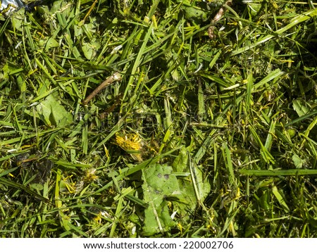 Grass Cuttings