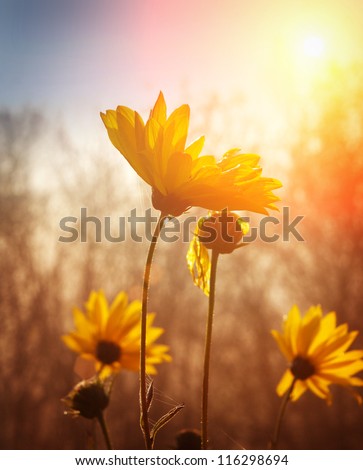Flowers At Sunrise
