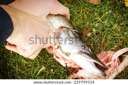 gutting fish