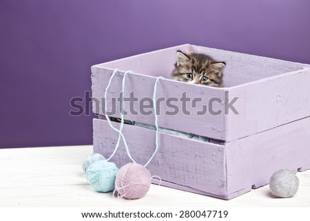 little kitten sitting in purple box with yawn ball