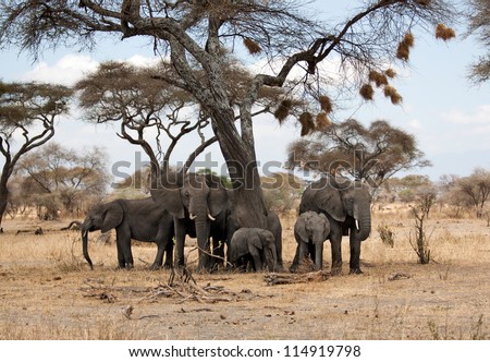 Elephant herd under an african acacia tree full of bird nests