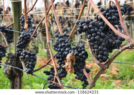 Grapes for making ice wine - this grape sort is harvested only after winter frost