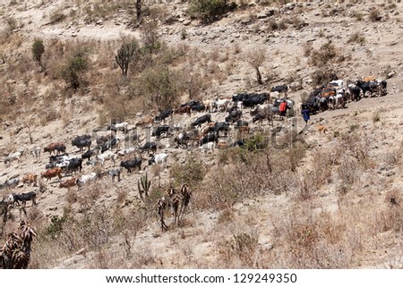 Cow cattle driven by Maasai people down to the Ngorongoro crate bottom to drink water