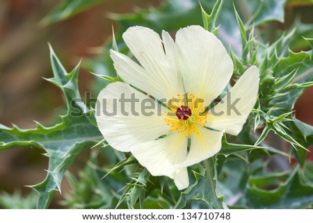 Invasive plant in East and South Africa   - Argemone ochroleuca