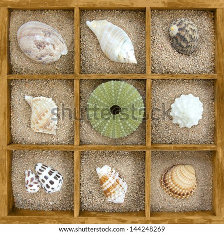 Assorted sea shell in a sand box