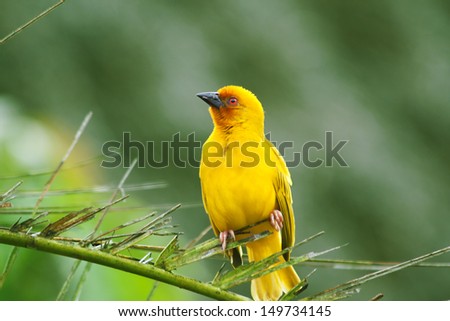 Weaving bird  (Golden Palm Weaver - Ploceus bojeri) perching on palm