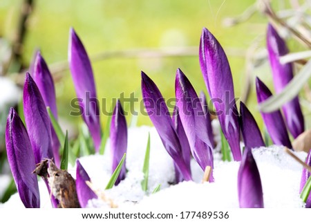 New buds of crocus are attacked by snow (manual focus)