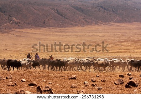 NGORONGORO - Sept. 23: Maasai people are driving cow cattle in the Ngorongoro crate bottom to drink water in September 23, 2012, Ngorongoro, Tanzania