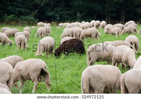 A black sheep among the white ones (An association with the proverb: a black sheep of the family)