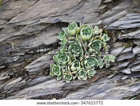 Alpine Flora - Sempervivum on rocks, found over 2000 meter above sea level, Flumserberg, Switzerland