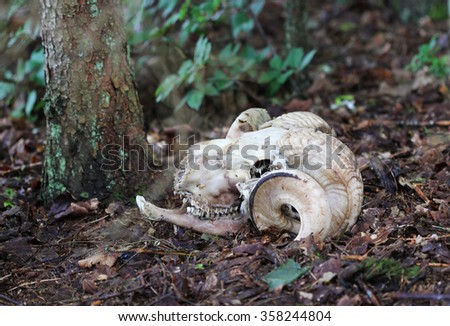 Alpine ram skull in a forest ground white washed by time