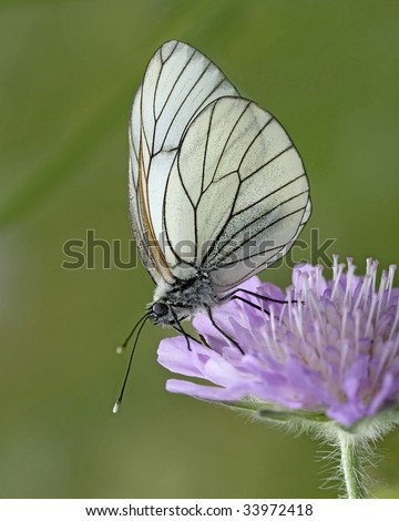 Butterfly - Black-Veined White, Aporia crataegi, on lila flower, Field, Scabious